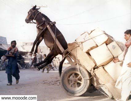 wa yab9a l himaro l miskin mo3ala9an min 9afah mada 3asaho an yaf3al hadihi hia hayato al hamir amtalak ya li kay ya9ra had l bo3jbin